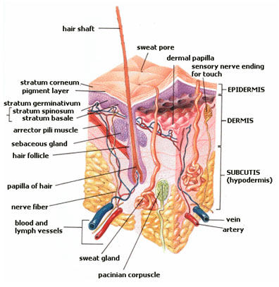anatomy of the skin diagram